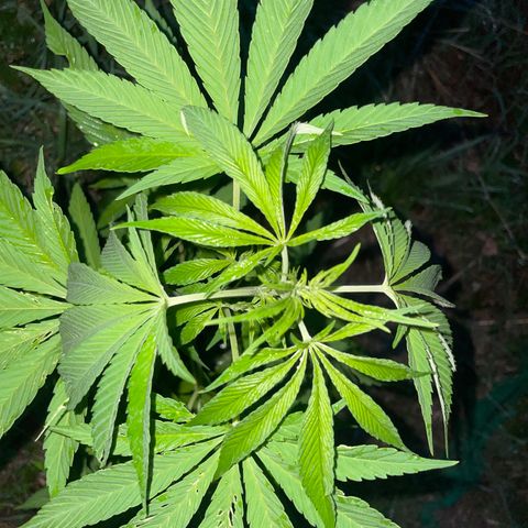 Gorilla Kreuz growlog timeline photo