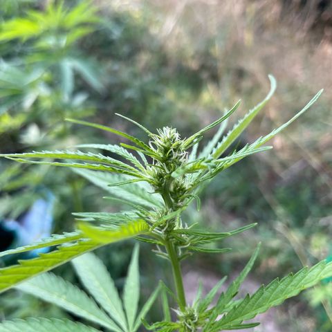Bauernkraut  growlog timeline photo