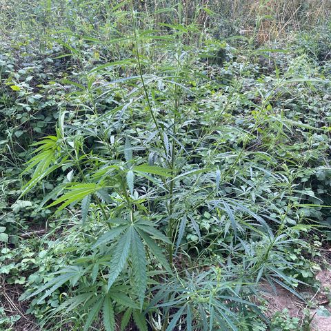 3??? growlog timeline photo