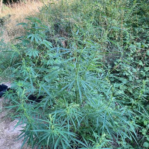 3??? growlog timeline photo