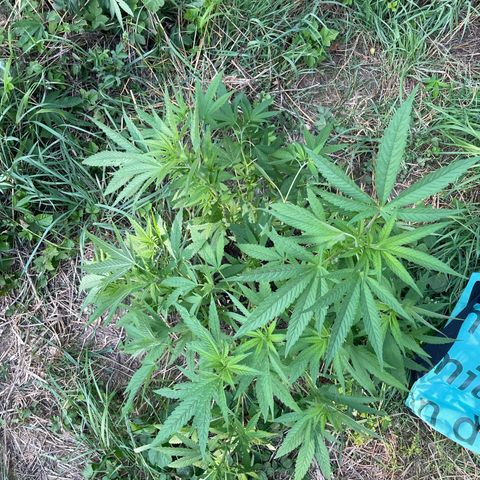 Gorilla #2 growlog timeline photo