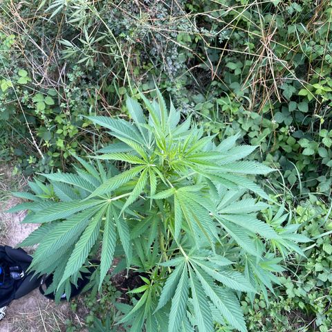 Gorilla #1 growlog timeline photo