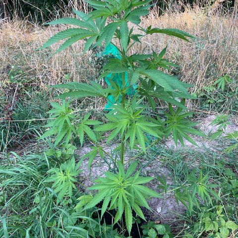 Gorilla Kreuz growlog timeline photo