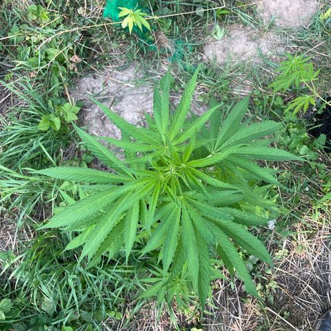 Gorilla Kreuz growlog timeline photo