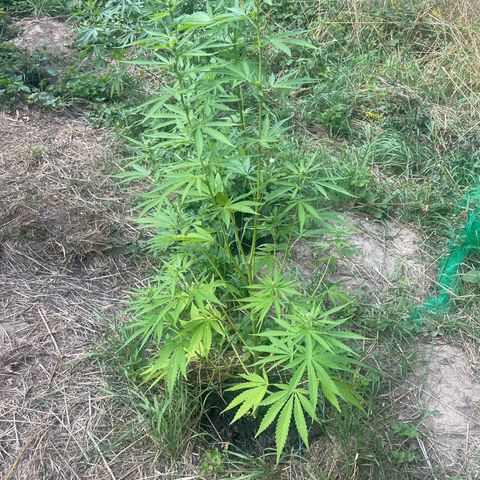 Bauernkraut  growlog timeline photo