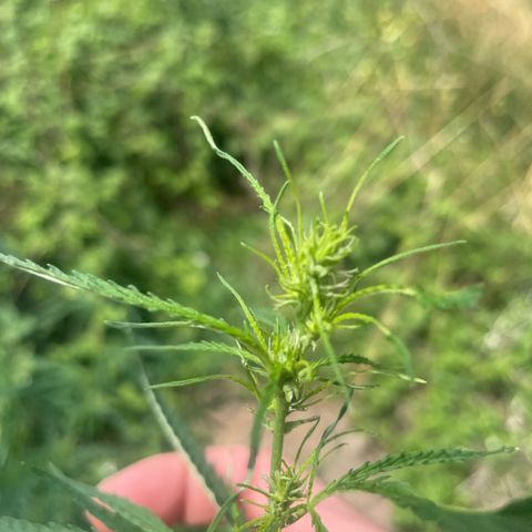3??? growlog timeline photo