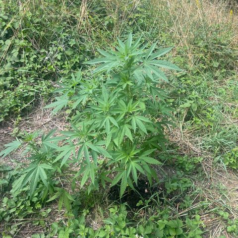 Gorilla #2 growlog timeline photo