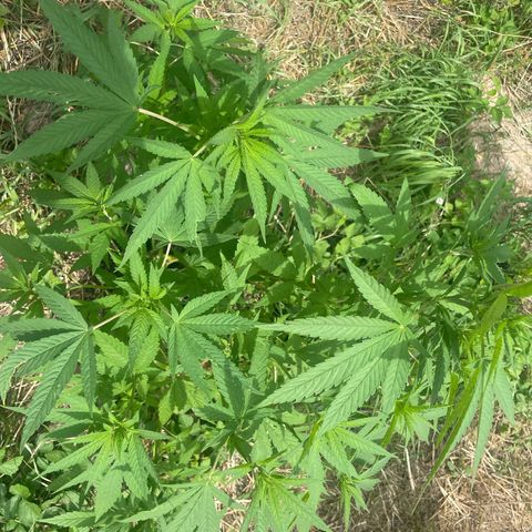 Gorilla #2 growlog timeline photo
