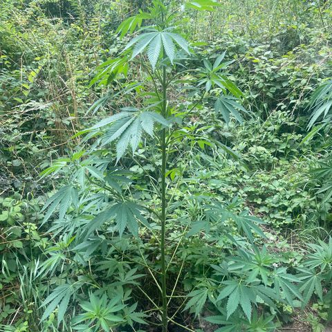 Gorilla #1 growlog timeline photo