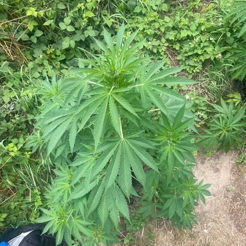 Gorilla #1 growlog timeline photo