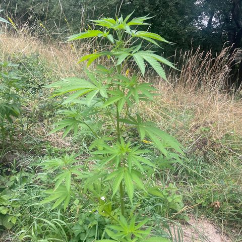Gorilla Kreuz growlog timeline photo