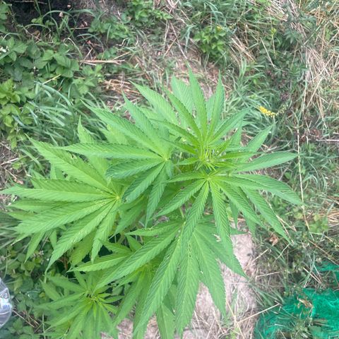 Gorilla Kreuz growlog timeline photo