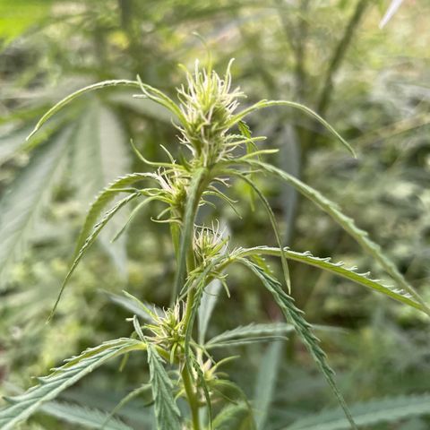 3??? growlog timeline photo