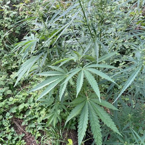 3??? growlog timeline photo