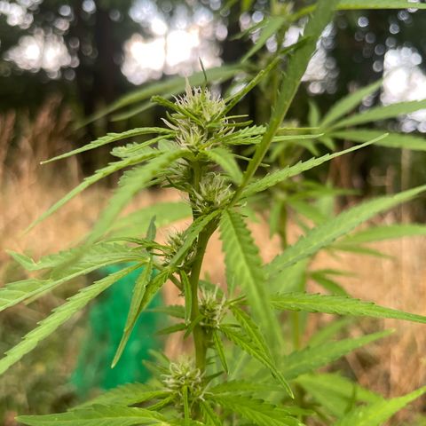 Bauernkraut  growlog timeline photo