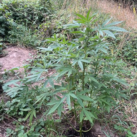 Gorilla #2 growlog timeline photo
