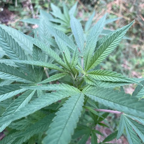 Gorilla #2 growlog timeline photo
