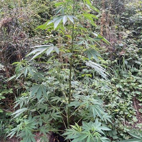 Gorilla #1 growlog timeline photo
