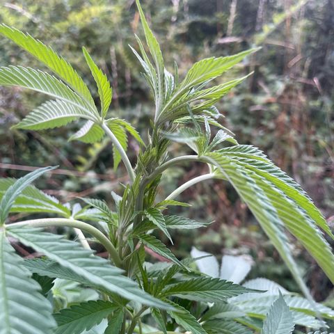 Gorilla #1 growlog timeline photo