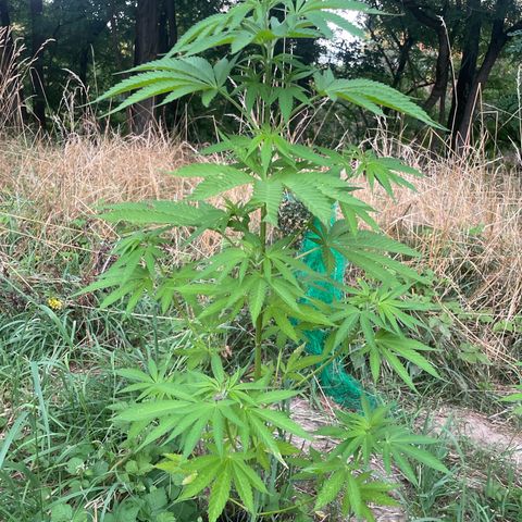 Gorilla Kreuz growlog timeline photo