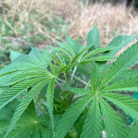 Gorilla Kreuz growlog timeline photo