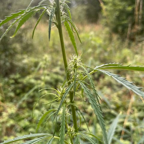 3??? growlog timeline photo