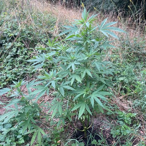 Gorilla #2 growlog timeline photo