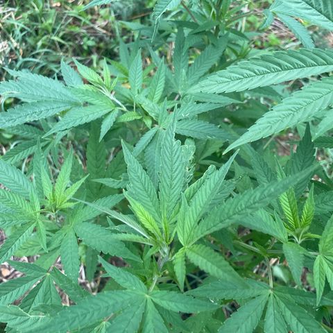 Gorilla #2 growlog timeline photo