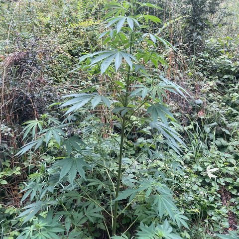 Gorilla #1 growlog timeline photo