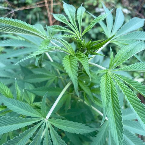 Gorilla #1 growlog timeline photo