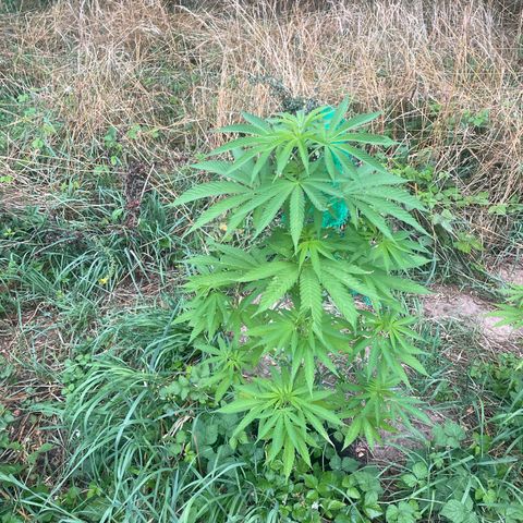 Gorilla Kreuz growlog timeline photo