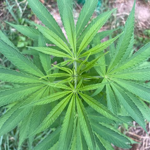 Gorilla Kreuz growlog timeline photo