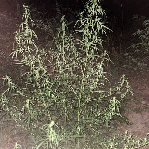 Lemon o grape growlog timeline photo