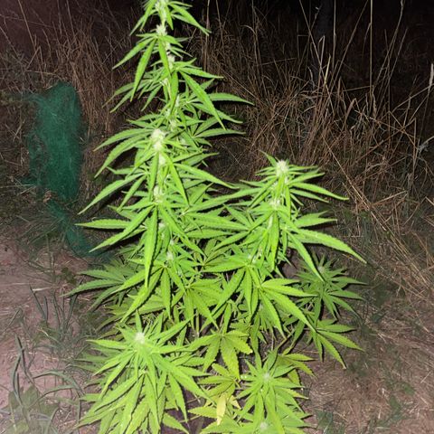 Bauernkraut  growlog timeline photo