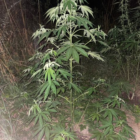 Gorilla #1 growlog timeline photo