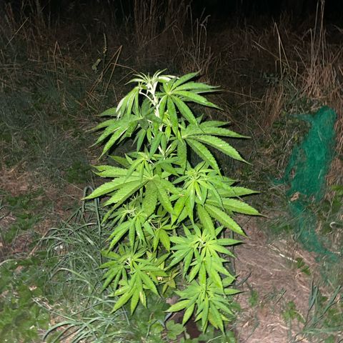 Gorilla Kreuz growlog timeline photo
