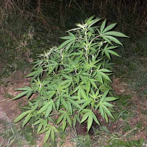 Gorilla #2 growlog timeline photo