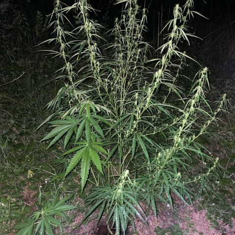 3??? growlog timeline photo