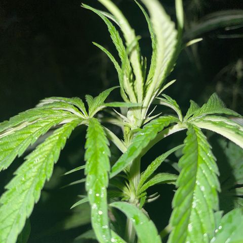 3??? growlog timeline photo