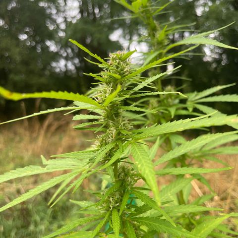 Bauernkraut  growlog timeline photo