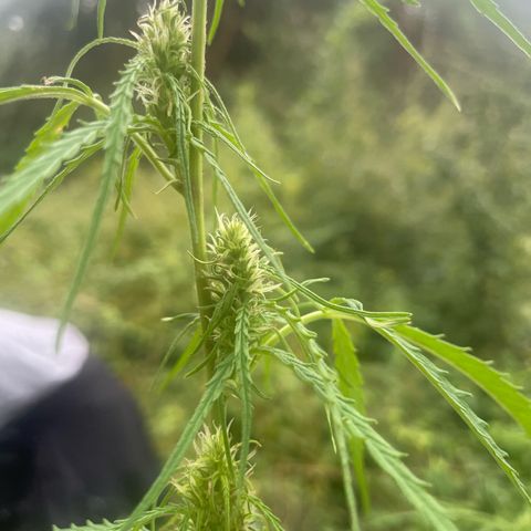 3??? growlog timeline photo