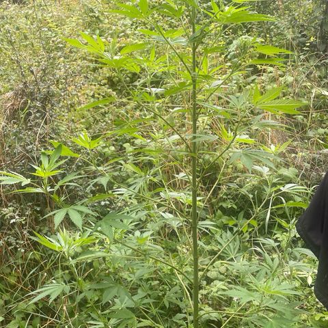 Gorilla #1 growlog timeline photo