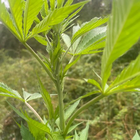 Gorilla #1 growlog timeline photo
