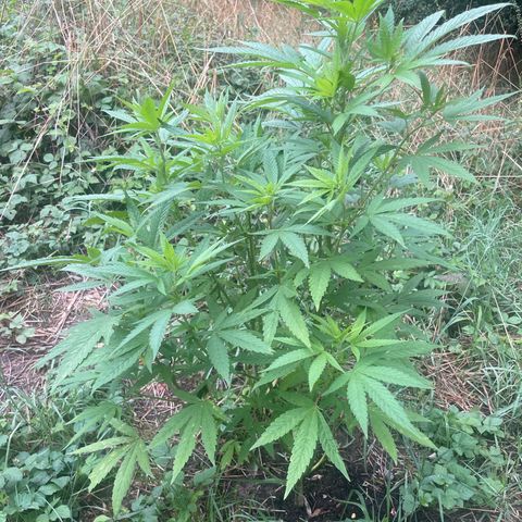 Gorilla #2 growlog timeline photo