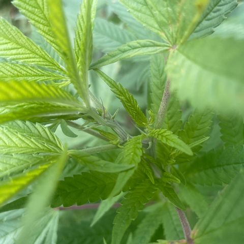 Gorilla #2 growlog timeline photo
