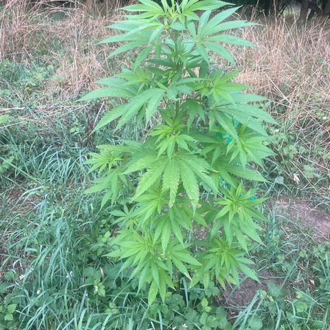 Gorilla Kreuz growlog timeline photo