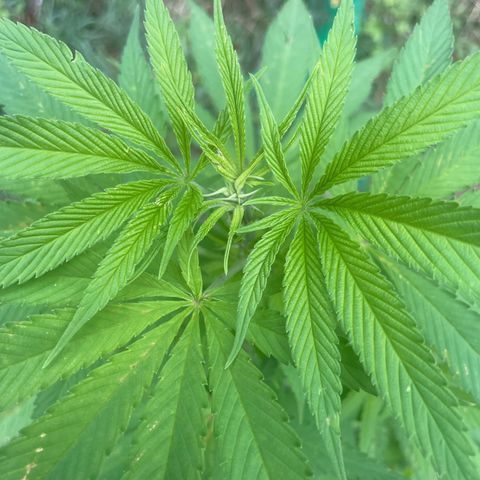 Gorilla Kreuz growlog timeline photo