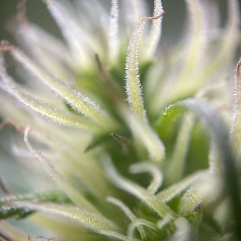 Lemon o grape growlog timeline photo