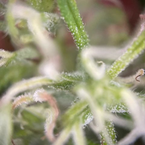 Bauernkraut  growlog timeline photo