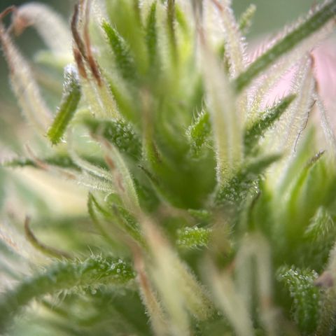 3??? growlog timeline photo